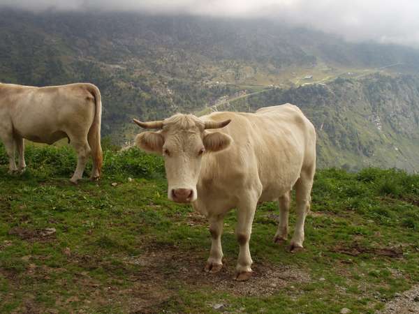 fichier 20020829_1605_troupeau_alpage06-0.jpg