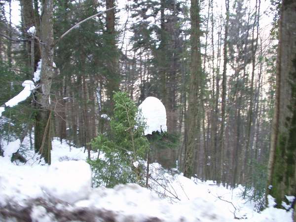 fichier 20050313_1335_005arbres_neige-0.jpg