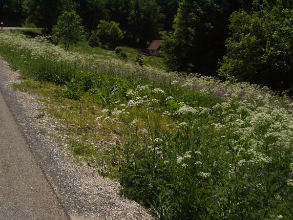 fichier 20050611_1433_d512_vers_col_cucheron_fleurs-0.jpg