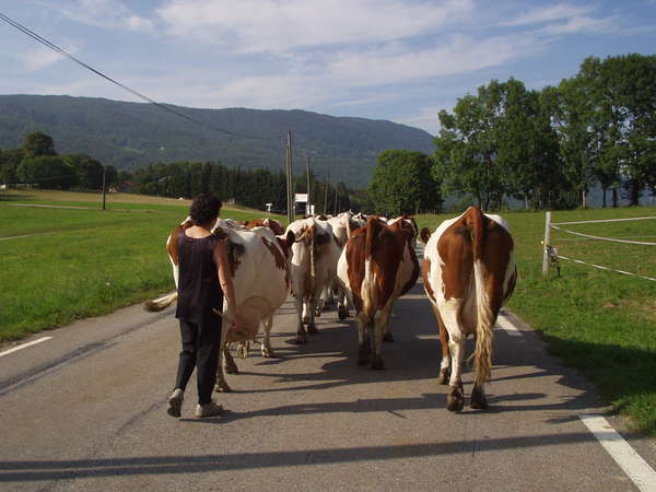 fichier 20050903_1710_001d103_vaches-0.jpg