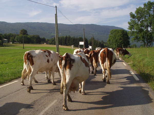 fichier 20050903_1710_002d103_vaches-0.jpg