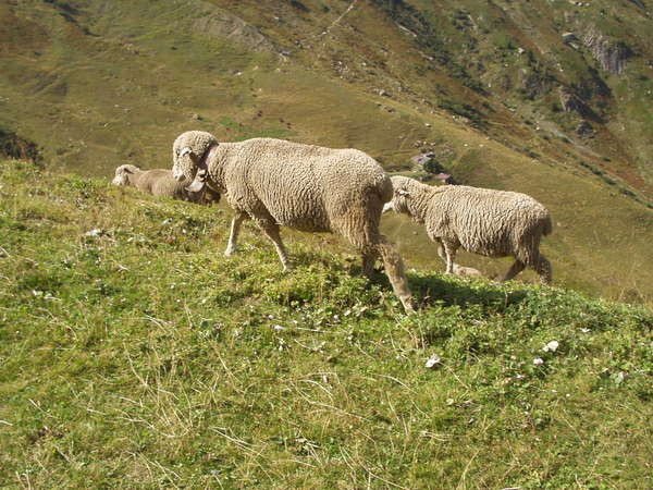 fichier 20050904_1535_001d927_alpage_moutons-0.jpg