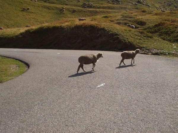 fichier 20050904_1535_002d927_alpage_moutons-0.jpg