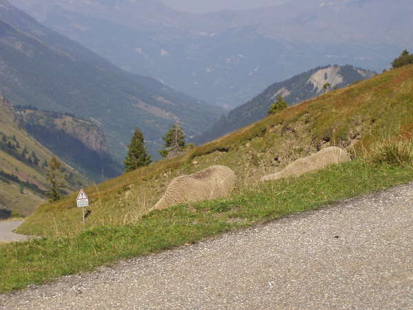 fichier 20050904_1536_001d927_alpage_moutons-0.jpg