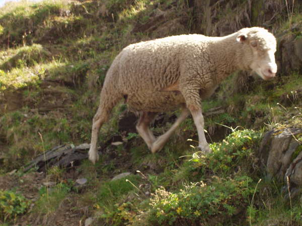 fichier 20050904_1536_002d927_alpage_moutons-0.jpg