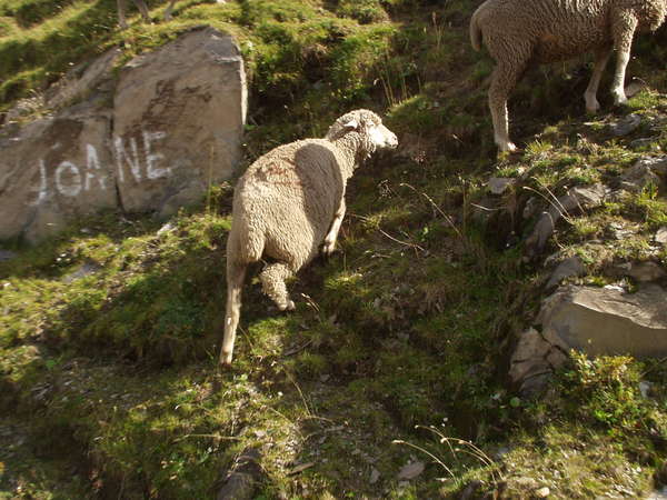 fichier 20050904_1537_001d927_alpage_moutons-0.jpg
