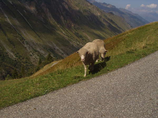 fichier 20050904_1537_002d927_alpage_moutons-0.jpg