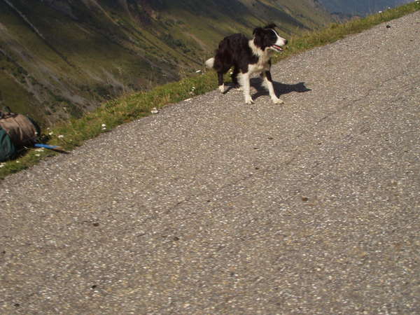 fichier 20050904_1537_003d927_alpage_moutons_chien-0.jpg