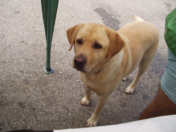 fichier 20060625_0952_st_jean_de_la_porte_controle_chien-0.jpg