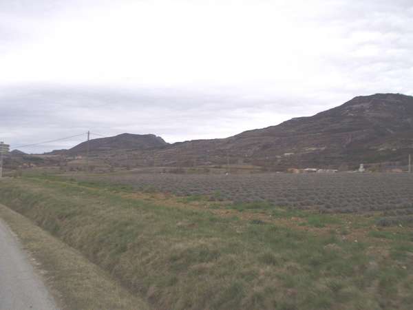 fichier 20070331_1705_d546_route_apercu_futurs_champs_lavande-0.jpg