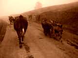 fichier 20070722_0747_003d80_route_albiez_le_jeune_troupeau_vaches_biquettes-0.jpg