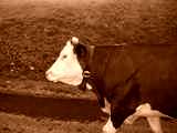 fichier 20070722_0747_004d80_route_albiez_le_jeune_troupeau_vaches_biquettes-0.jpg