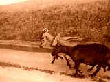 fichier 20070722_0748_001d80_route_albiez_le_jeune_troupeau_vaches_biquettes-0.jpg