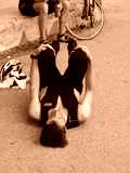 fichier 20070722_1126_001d902_route_col_du_telegraphe_cyclo_fatigue-0.jpg