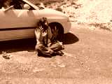 fichier 20070722_1408_001d902_route_spectatrice_photo-0.jpg