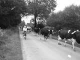 fichier 20070822_0829_lustruyen_vaches-0.jpg