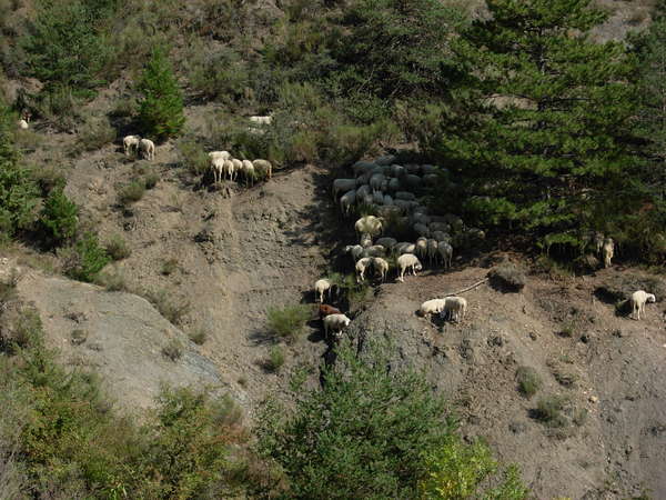 fichier 20080920_1439_004d149_route_moutons_montagnards-0.jpg