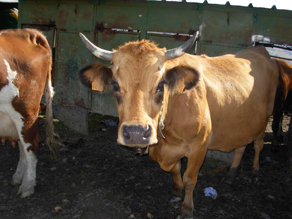 fichier 20081011_1601_003d213_route_vache_tarine_apres_traite-0.jpg