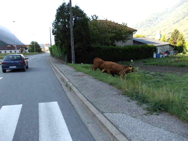 fichier 20120616_0832_d990_route_la_bathie_vaches-0.jpg