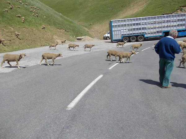 fichier 20120616_1523_002d926_route_arrivee_des_moutons_de_provence-0.jpg