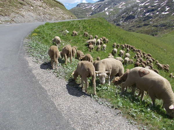 fichier 20120616_1523_004d926_route_arrivee_des_moutons_de_provence-0.jpg