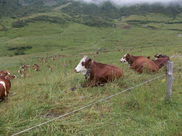 fichier 20120721_1038_001d213_route_vaches-0.jpg