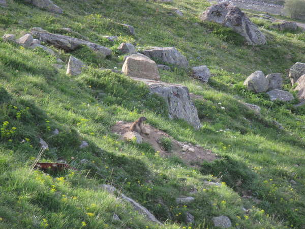 fichier 20140608_0713_d902_route_marmotte-0.jpg