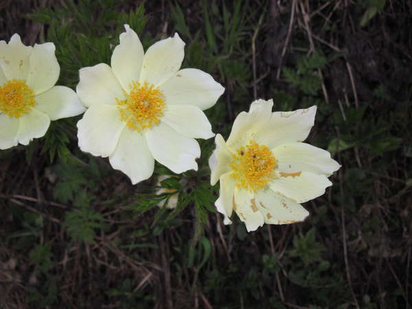 fichier 20140608_0736_d902_route_fleurs-0.jpg