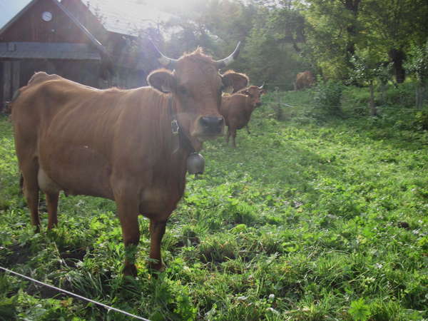 fichier 20141004_1008_d80_route_les_rieux_tarine-0.jpg