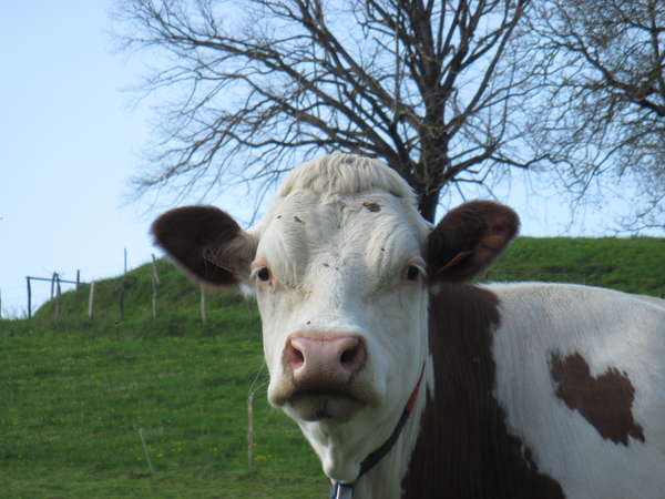 fichier 0600_0008_20140412_1632_001d35_route_vache_avant_rencurel-0.jpg