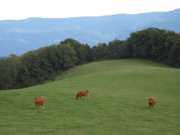 fichier 20140928_1835_007d155_route_vache-0.jpg