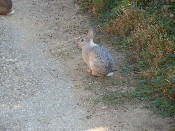 fichier 20111005_0927_001d270_route_tourtel_lapin-0.jpg