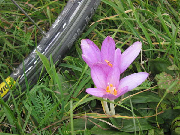 fichier 20150919_1514_004d927_route_colchiques_velo-0.jpg