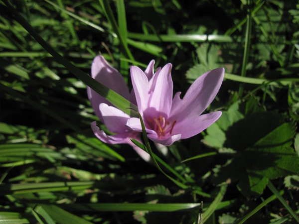 fichier 20140927_1613_001d927_route_colchique-0.jpg