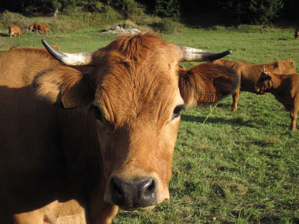 fichier 20150926_1750_002cv_route_tarine-0.jpg