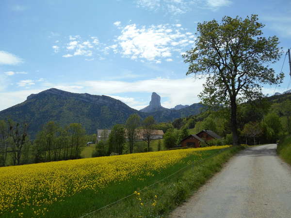 fichier 20160522_1445_cv_route_avant_saint_michel_les_portes_colza_mont_aiguille-0.jpg