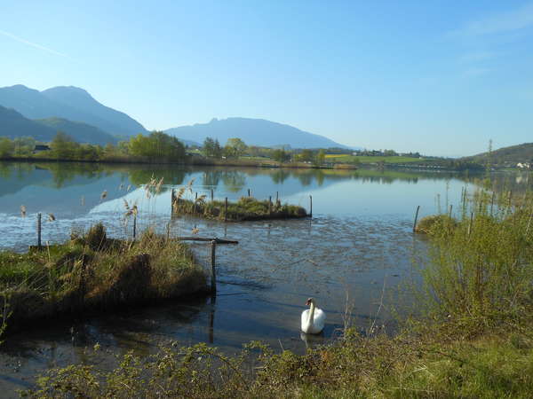 fichier 20180418_0835_003d992_route_cygne-0.jpg