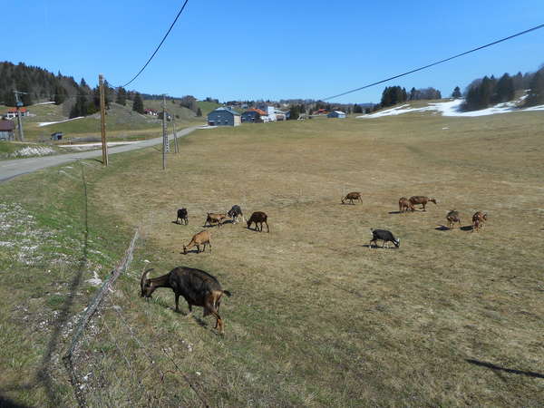 fichier 20180418_1409_d436_route_biquettes_lajoux-0.jpg