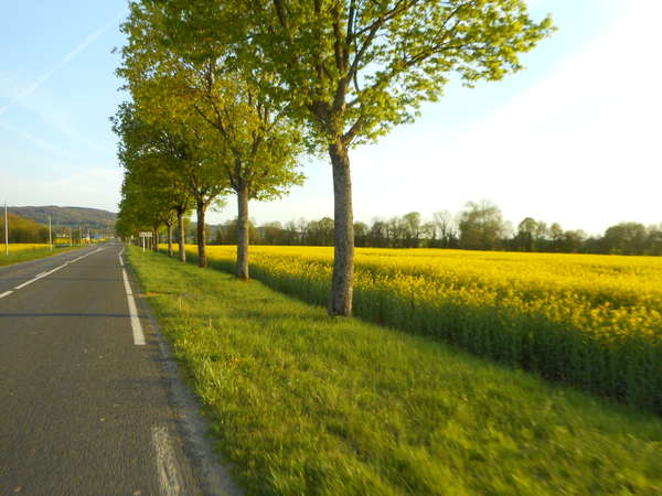 fichier 20180418_1943_001d36_route_champ_colza-0.jpg
