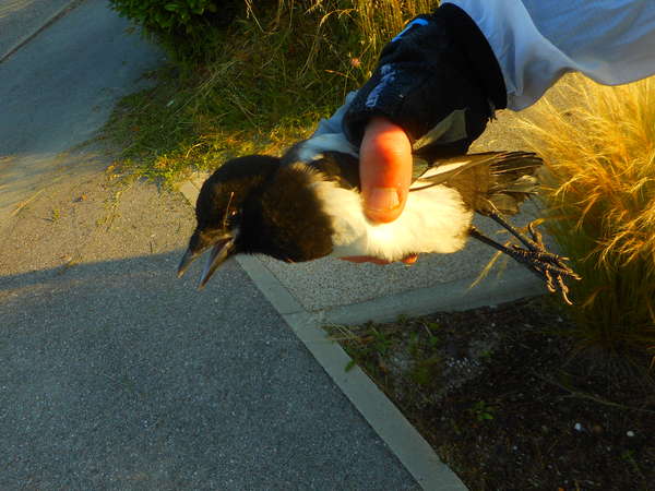 fichier 20180616_0714_002d51_route_hauterive_pie-0.jpg