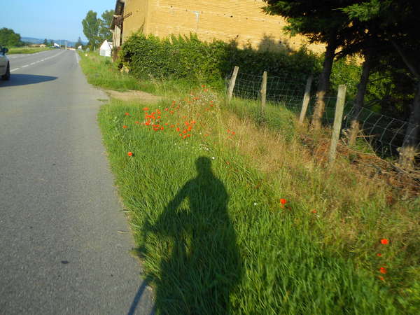 fichier 20180616_0747_005d51_route_ombre_jpb_coquelicots-0.jpg