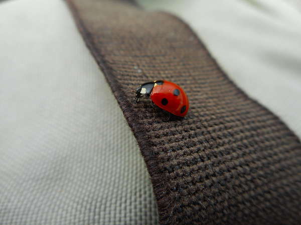 fichier 20180616_1533_001d498_route_col_de_pichillon_coccinelle_sacoche_avant-0.jpg