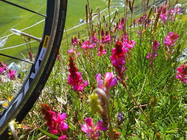 fichier 20180627_1137_002d902_route_epilobes_pneu-0.jpg