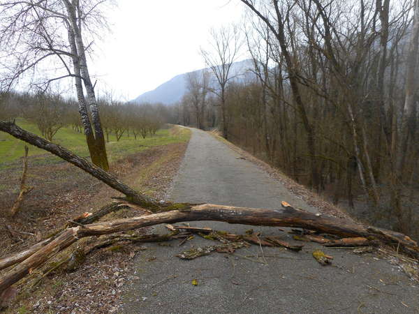 fichier 20190210_1507_pc_route_arbre_mort-0.jpg