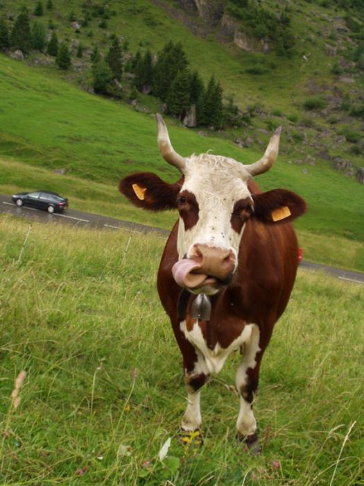 Les belles aux yeux noirs de l'Aubrac Vache_aravis